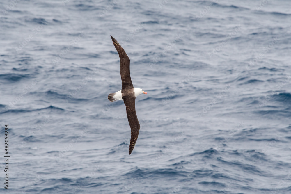 Black-browed Albatross (Thalassarche melanophris) in South Atlantic Ocean, Southern Ocean, Antarctica Black-browed Albatross (Thalassarche melanophris) in South Atlantic Ocean, Southern Ocean, Antarctica