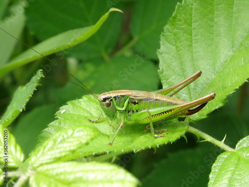 Roesel's bush-cricket (Metrioptera roeselii, female) on green leaf.