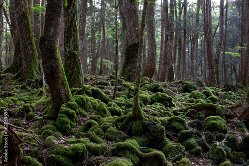 trees in the forest for aokigahara in Japan