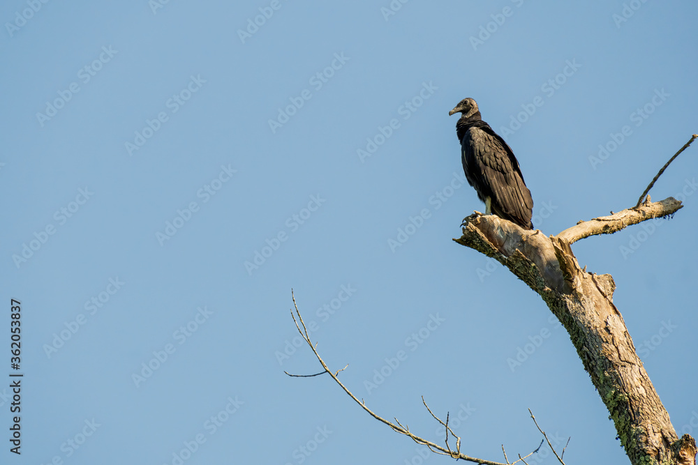 A Black Vulture Perched on a Dead Tree