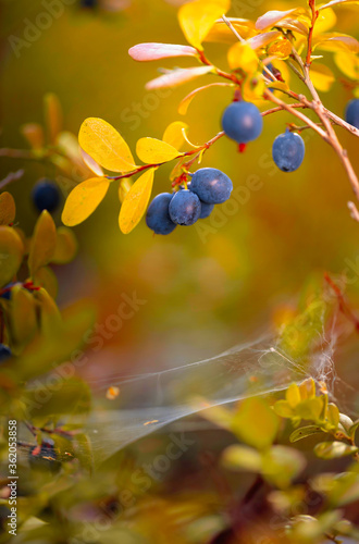 Blueberries on a branch in forest.