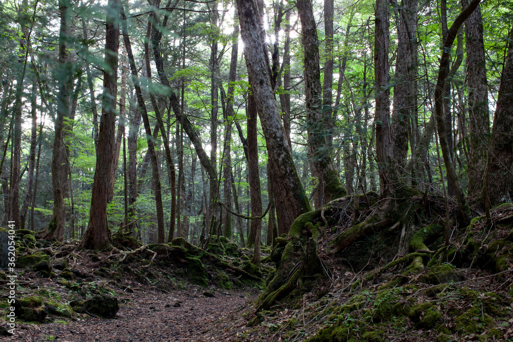 Aokigahara suicide forest in japan Aokigahara suicide forest in japan