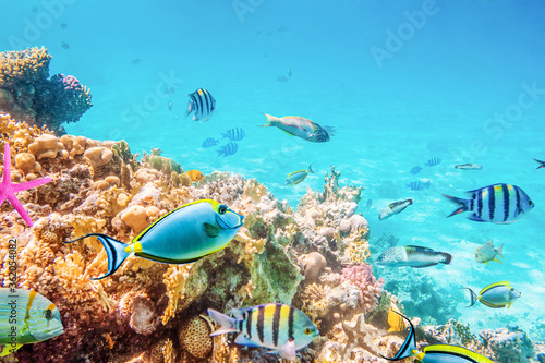 Coral reefs and fish and diver, underwater world photo