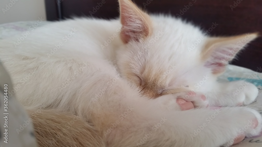 Fototapeta premium cute little white kitten named Haru 