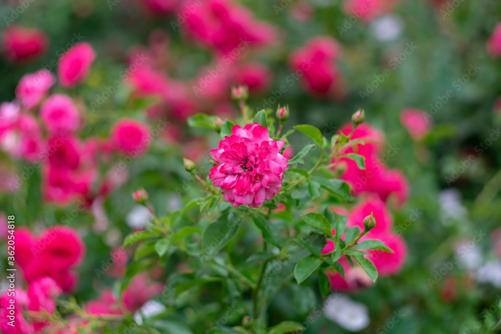 Blooming roses in the park on a natural background Blooming roses in the park on a natural background