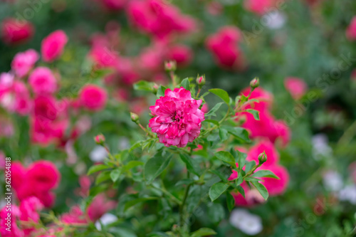 Blooming roses in the park on a natural background