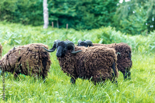 Moutons noirs en train de paitre dans un pré de hautes herbes vertes (Normandie, France)