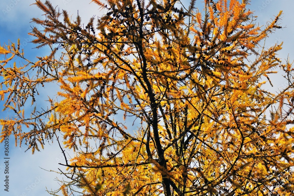 Fototapeta premium Autumn leaves against blue sky