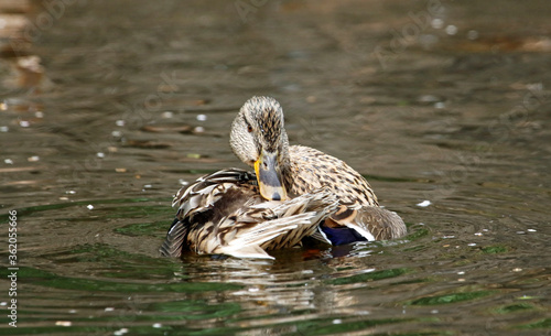 Female mallard bathing and preening in the river