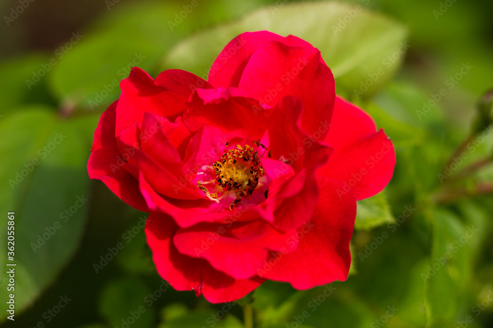 
big red flower on a background of green leaves