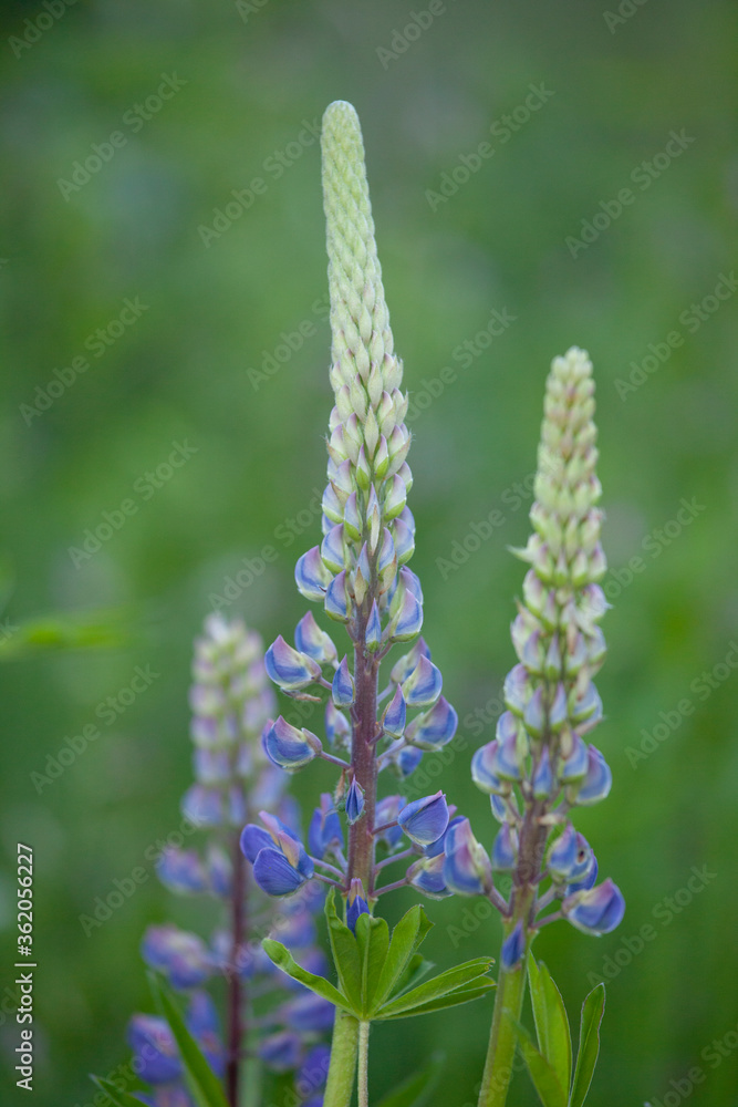 Fototapeta premium Lupine flowers