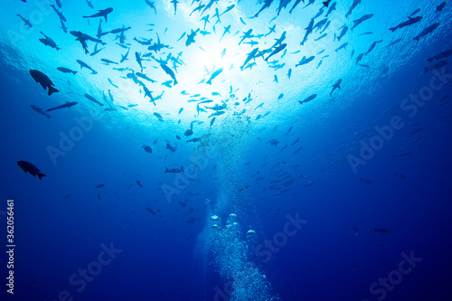 school of fish and sun light