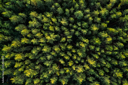 Aerial view of scenic green pinewood © Ievgen Skrypko