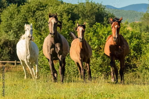 Herd of horses, purebreds running in a field 