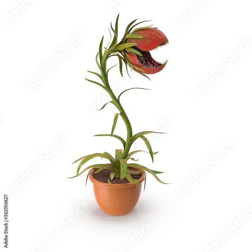 Carnivorous plant
