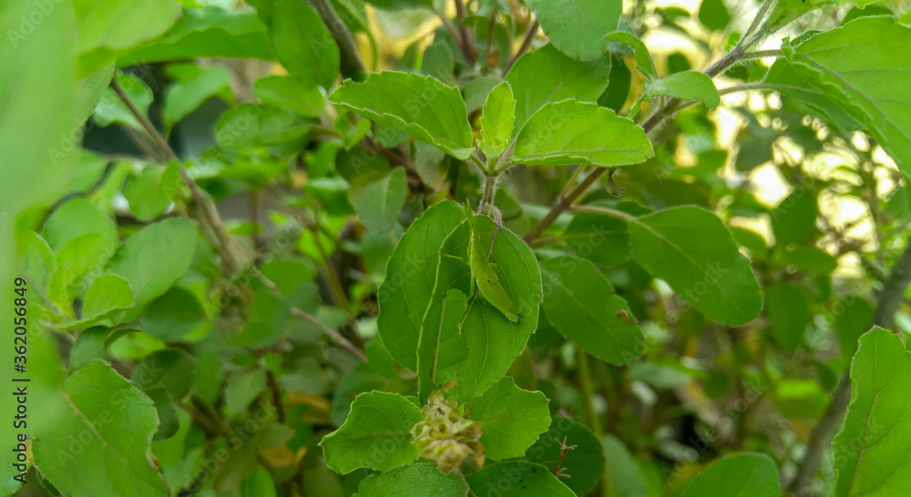 green leaves of a herbal basil plant growing in garden, small locust insect sitting in leaf green leaves of a herbal basil plant growing in garden, small locust insect sitting in leaf