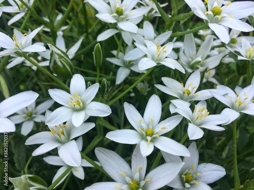 A lot of little white flowers among green grass. a branching sand lily close-up. Natural background for website design, screen, banner, postcard.
