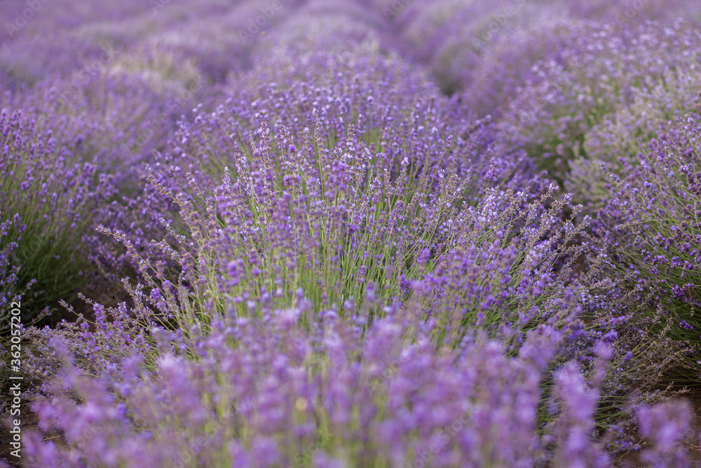 Fototapeta premium Lavender Flowers on lavander field close-up