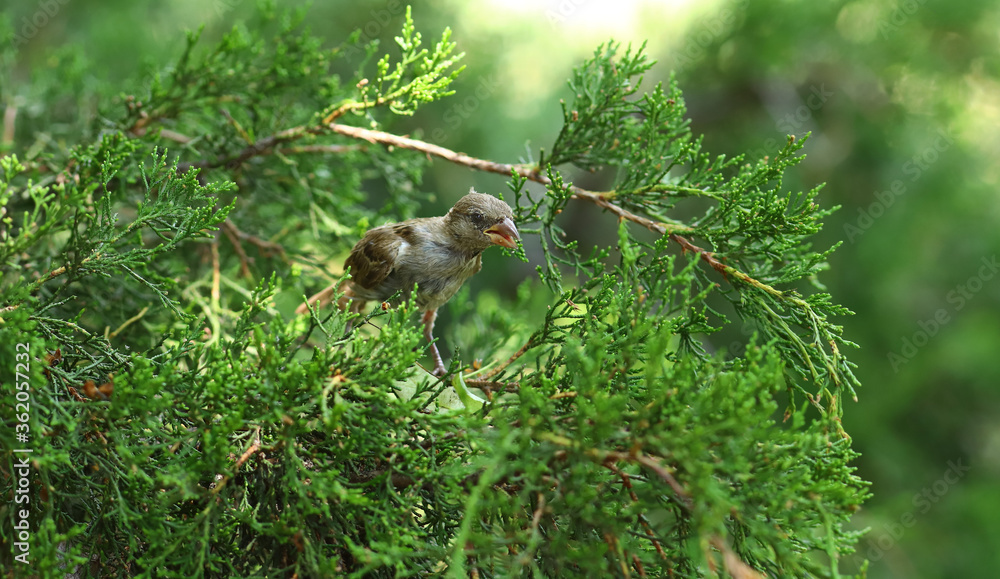 A little sparrow chick sits on coniferous branches and demonstrates its  large beak