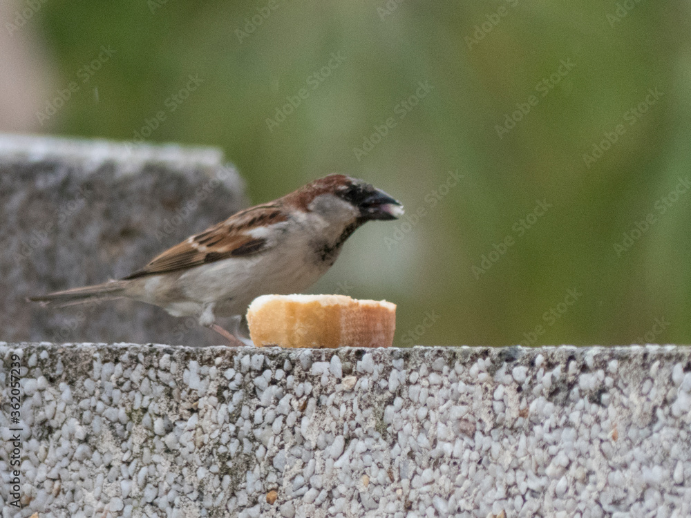 Naklejka premium Gorrión macho comiendo pan