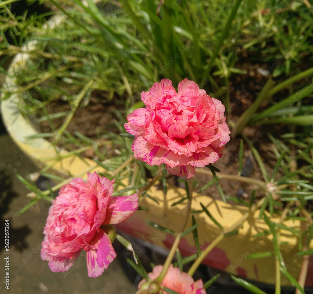 pink rose in garden, moss roses blooming in branch of green leaves grass plant, floral background, love wallpaper