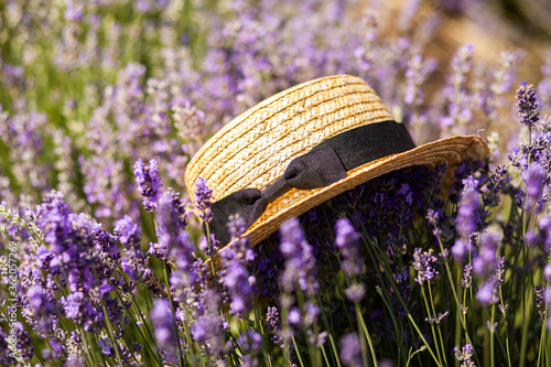 Straw hat with a ribbon in the field of lavender
