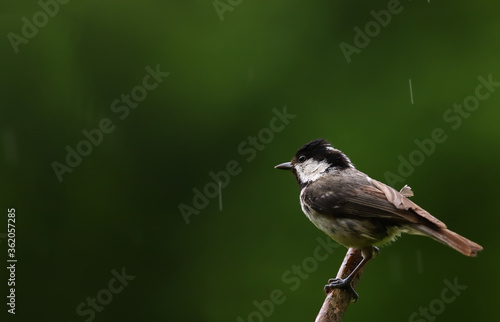 Little coal tit on a twig in the rain, on a green blurred background ...