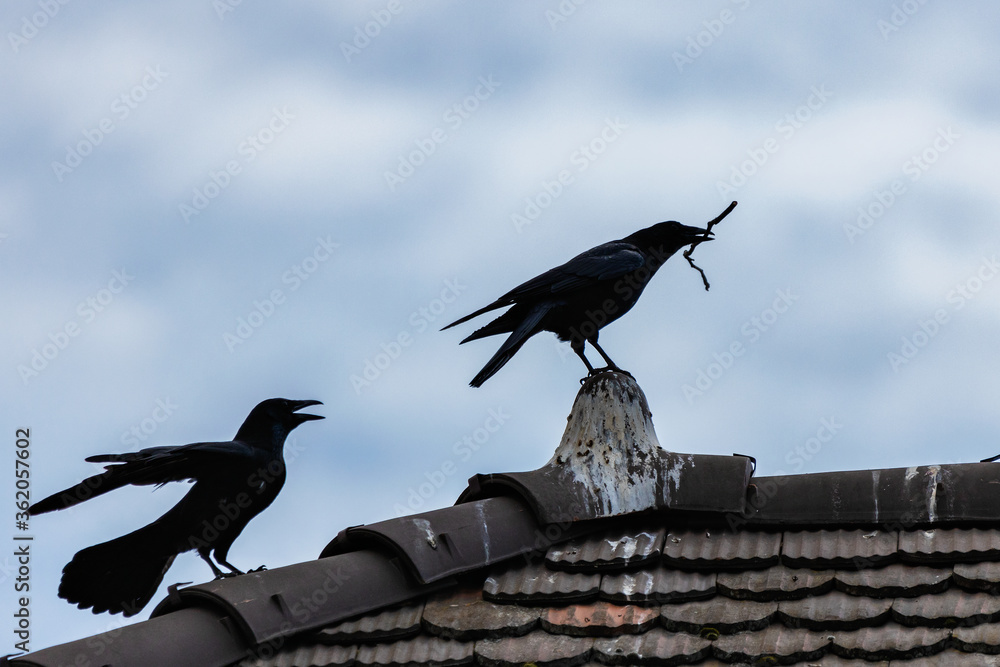 Crow on roof Crow on roof