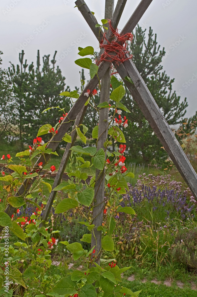 Scarlet runner beans growing on a pole in a beautiful garden with fragrant lavender in the background.