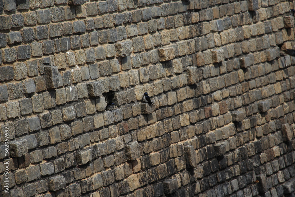 Swallow house on a marine stone dam