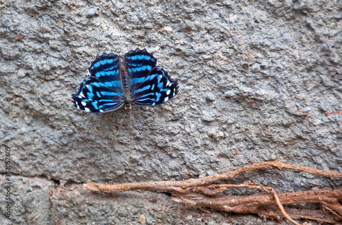Royal blue butterfly called a Myscelia Ethusa, against a stone wall with a root nearby in this nature closeup. photo