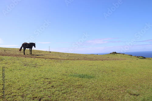 Cheval dans une prairie à Orongo, île de Pâques