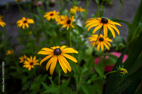 Garden yellow flower