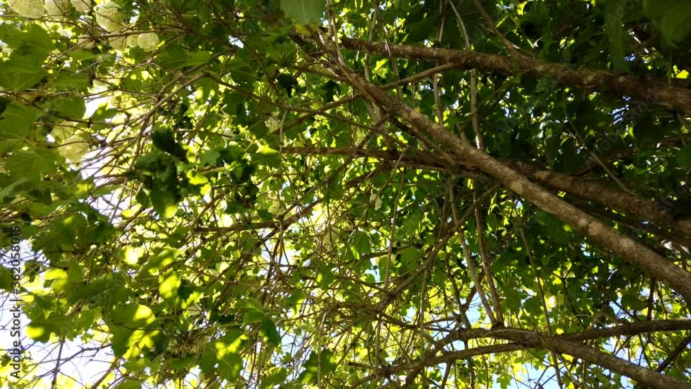 Wind sways the branches with green leaves time lapse. view from below through the crown of the plant. foliage on a windy day Wind sways the branches with green leaves time lapse. view from below through the crown of the plant. foliage on a windy day