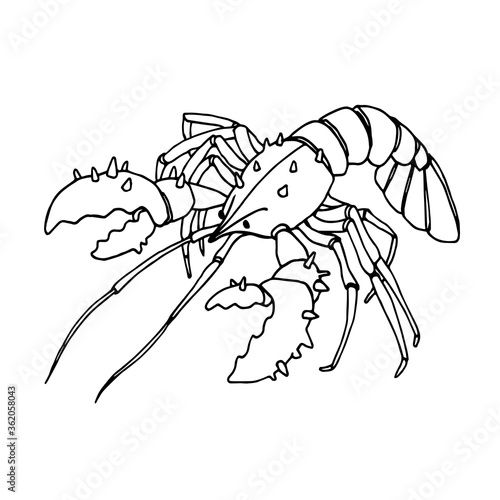 spiky lobster with claws, delicious seafood, for menu decoration, vector illustration with black ink contour lines isolated on white background in doodle & hand drawn style