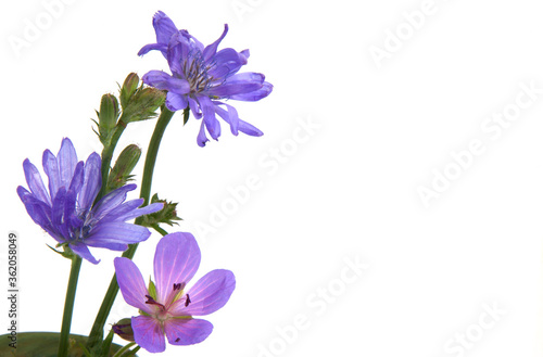 Chicory flowers on a white background