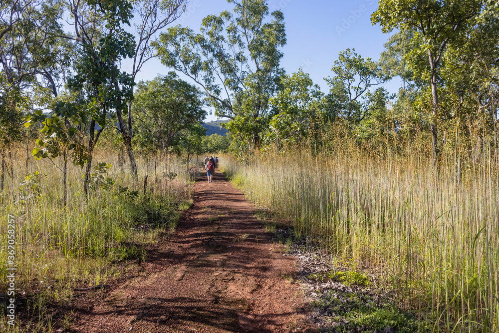 Fototapeta premium Hiking in Tall Grass in Australia