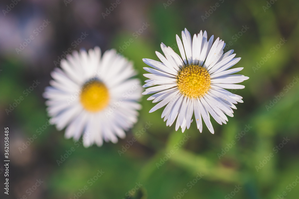 Macro Portrait of Wild White daisy flower blooming at spring close up. Wild Plants of Portugal. Endemic and endangered species from Europe.