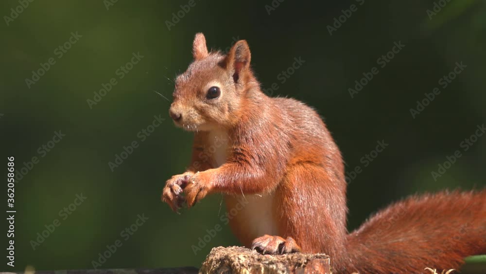red squirrel animal on ground feeding sunny day red squirrel animal on ground feeding sunny day