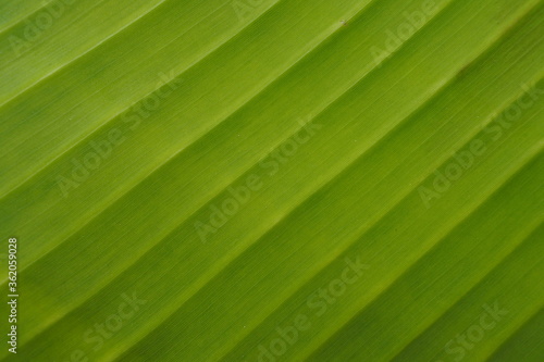 Banana leaf texture