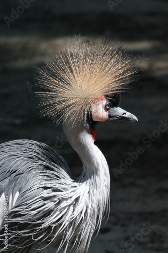 Crowned Crane, beautiful, eye, face, fauna, feather, portrait, red, gray, yellow, sunbeam, crown, handsome, ornithology, park, plumage, bird, swamp, close up, closeup, africa, african, animal, backgr