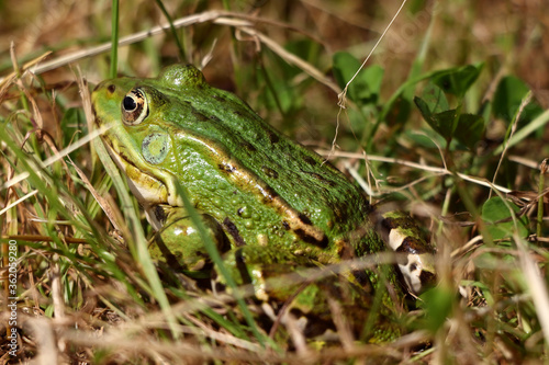 The frog basks in the sun, hiding in the grass.