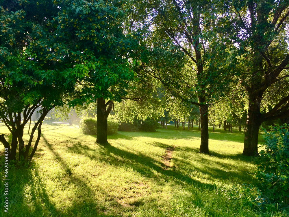 Sunlight falls on a forest road in park. Sunlight falls on a forest road in park.