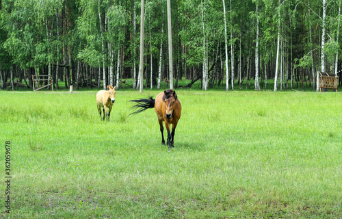 Two red horses walk on a green field.