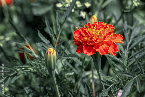 Chernobrivtsi-marigolds - beautiful flowers, red, white and yellow flowers photo