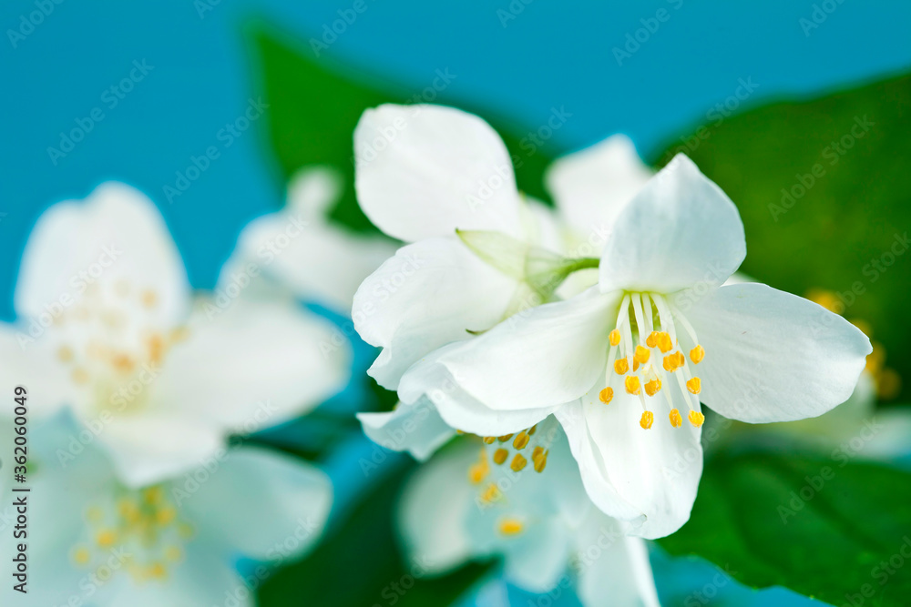 Fototapeta premium Mock-orange (Philadelphus) flowers on a blue background.