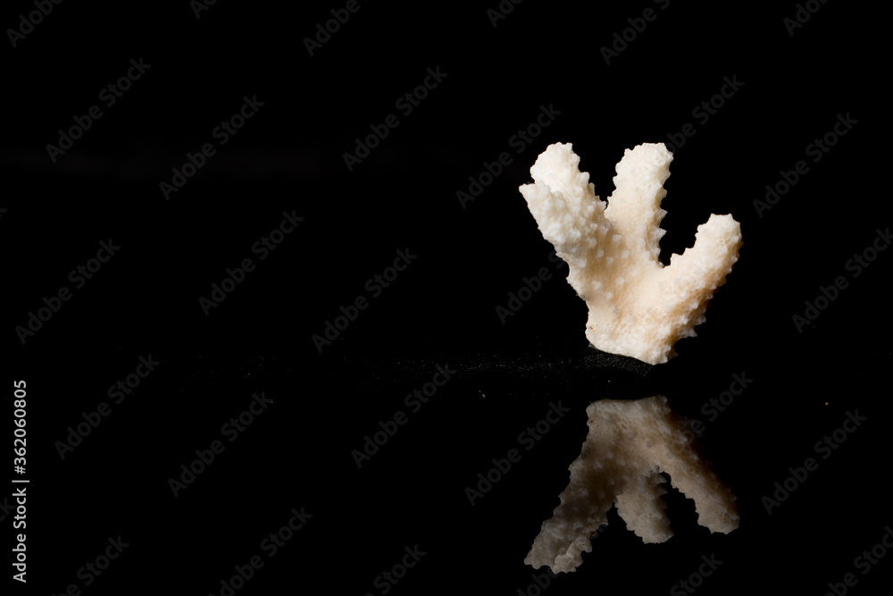 Fototapeta premium Beautiful isolated white coral on black background with reflection for science and geology. Close up.