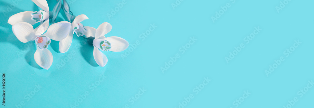 Spring snowdrop flower. Soft focus. Light bluen horizontal background. Spring snowdrop flower. Soft focus. Light bluen horizontal background.