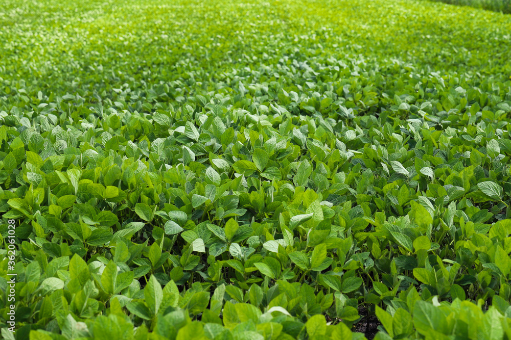 Young, still green soybean plantation, close up. Soybean plant. Soybean pods. Soybean field. Sunny summer day. Agriculture, the concept of a good harvest. Young, still green soybean plantation, close up. Soybean plant. Soybean pods. Soybean field. Sunny summer day. Agriculture, the concept of a good harvest.