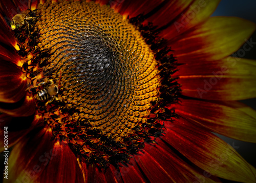 Close up shot of Sun flower and bees